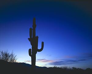 Saguaro Cactus silhouette, Saguaro National Park