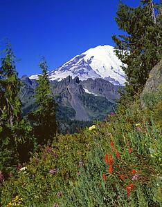 Mountain wildflower meadow, Mount Rainier, Mount Rainier National Park