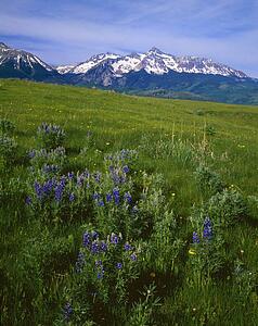 Meadow with blooming lupines, San Miguel Mountains.