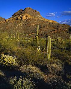 Desert landscape, Organ Pipe Cactus National Monument