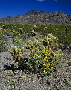 Kofa National Wildlife Preserve