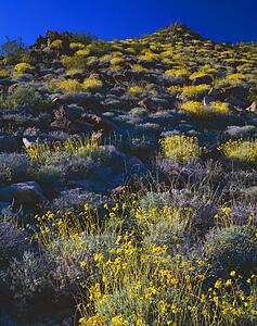 Desert landscape with blooming brittlebush, Joshua Tree National Park