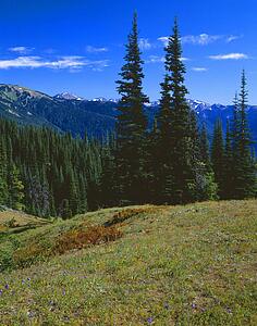 Fir trees and mountain landscape, Olympic National Park