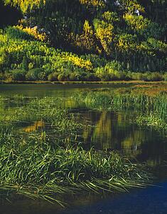 The Shoreline of Cottonwood Lake, San Isabel National Forest