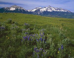 Meadow with blooming summer wildflowers, San Miguel Mountains