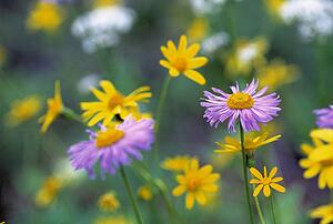Pink and yellow wildflowers
