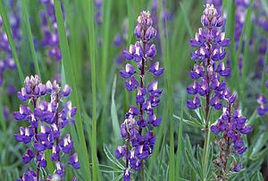 Flowering purple lupine blossoms
