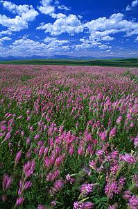 Alfalfa field blooming in summer, Rocky mountain front in distance