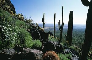 Desert landscape with various cacti