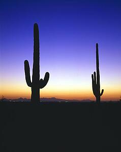 Twilight silhouette with cacti, Saguaro National Park
