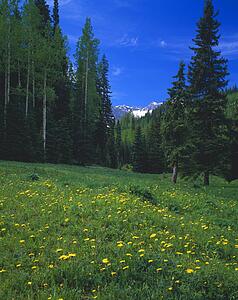 Mountain meadow with blooming dandelions, Uncompaghre National Forest