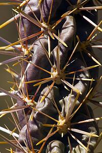 Detail of Cholla cactus
