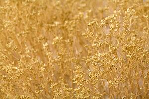 Rabbitbrush background
