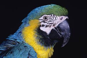 Parrot
