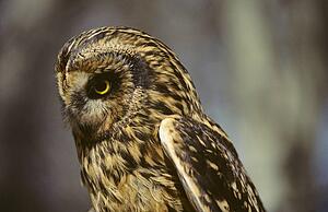 Short-Eared Owl