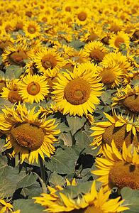 Field of sunflowers