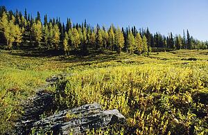 Larch trees in fall, Floe Lake, Kootenay National Park