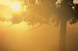 Sunburst through tree