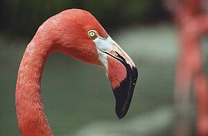 Pink Flamingo