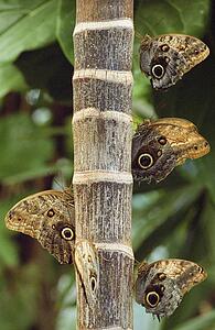 Butterflies