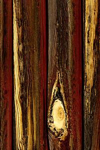 Tree bark