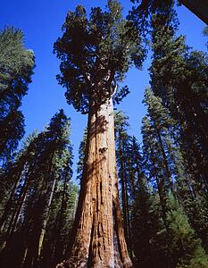 Giant sequoia trees, Sequoia National Park