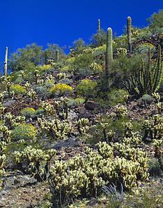 Various desert plants in spring bloom, Organ Pipe Cactus National Monument