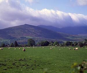 Sheep grazing near Ireland's MacGillicuddy's Reek Mountains