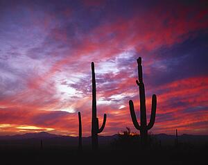 Cacti silhouetted in the sunset sky