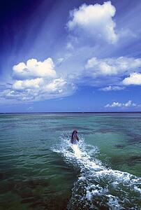 Bottlenose dolphin, Caribbean Sea
