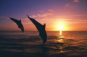Silhouette of two bottlenose dolphins diving, sunset, Caribbean Sea