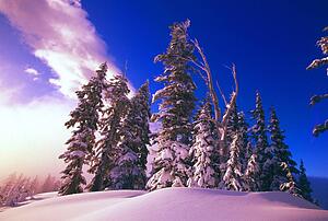 Sunrise over snow-covered pine trees, Cascades