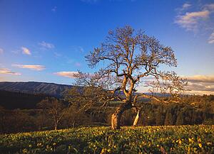 Leafless oak tree in mountain meadow, fallen autumn leaves, Columbia River Gorge.