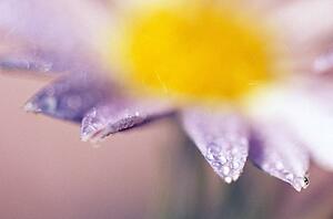 Soft-focus detail of daisy flower with dewdrops on petals