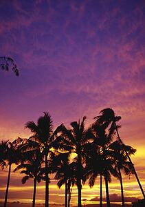 Palm tree silhouettes, sunset, Waikiki Beach