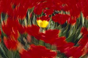 Swirling view of blooming tulip flowers