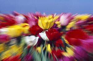 Field of Tulip flowers with zoom-effect