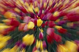 Multi-colored tulip flowers, zoom-effect
