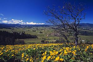 Blooming yellow flowers, leafless tree, distant green meadow, Hood River Valley, distant Mount Hood.