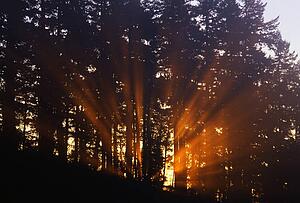 Sunbeams through trees.