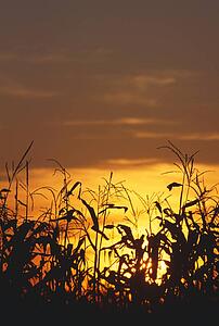 Corn silhouette, sunset
