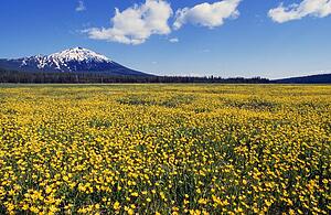 Field of blooming buttercup flowers, distant mountain, Deschutes National Forest