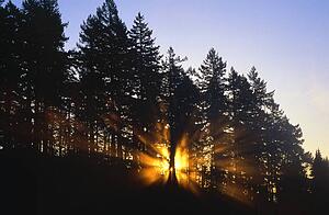 Sun beams through silhouetted trees.