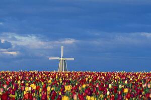 Field of tulips with windmill