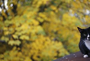 Cat on roof with autumn foliage