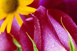 Close-up of rose bud and blooming yellow flower