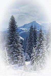 Forest in the winter