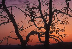 Trees silhoutted against a beautiful sunset
