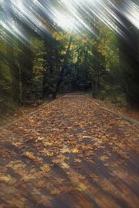 Pathway in forest