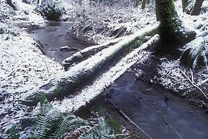 Fallen logs over stream